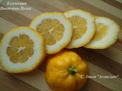 C. limon ranciato3